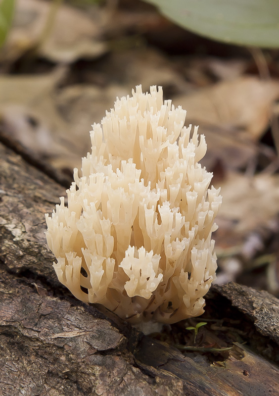 Artomyces pyxidatus